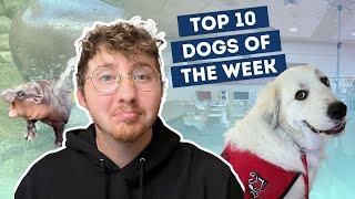 The Fluffiest Therapy Dog Ever | Top 10 Dogs of the Week!