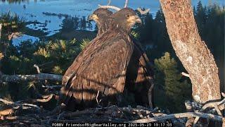 FOBBVCAM Eagles Wishing Sunny & Gizmo Well ️ Before They Go, a Day of Sweet Moments 2025 May 29