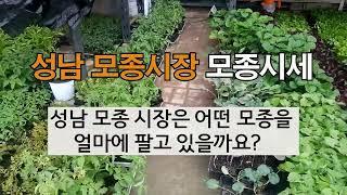 성남 모종시장 어떤 모종을 얼마에 팔고 있을까요? # 주말농장 # 도시텃밭가꾸기.