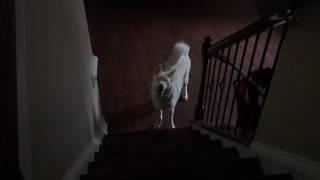 BLIND HUSKY VS STAIRS