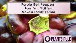 Purple Bell Peppers: Roast, Stuff, or Make a Beautiful Salad Tips from Plants-Rule