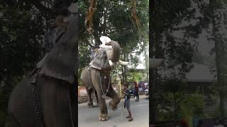 #elephant #elephantvideo #vayanad #kerala #shorts #uthsavam #thrissur #temple