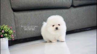 White Pomeranian Puppy Super Adorable!