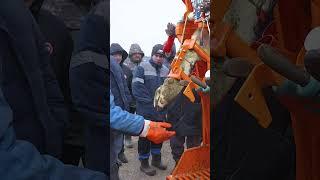 Опасность ДЕФОРМАЦИИ #hooftrimming #сельскоехозяйство #корова #ветеринар #животные #hoof #ферма #крс