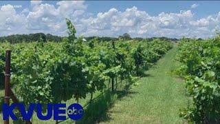 Celebrating Texas Wine Month in Central Texas | KVUE