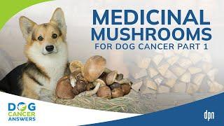 Medicinal Mushrooms for Dog Cancer Part 1 | Dr. Robert Silver