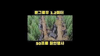 #문그로우 #나무심기