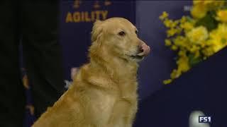 Twist (Golden Retriever) at Westminster Masters Agility Championship