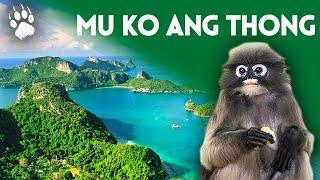 Mu Ko Ang Thong National Park - Thailand - Animal Documentary - AMP