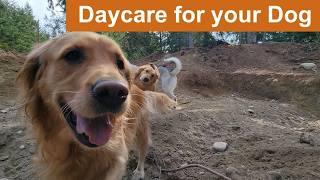 Daycare for your dog   Keep your dog busy while you are away or entertained while you cuddle