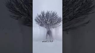 انسان دو معلم دارد .............................  برای دانلود به کانال تلگرام ما سر بزنید .