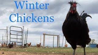 Winter Chickens Collaboration!