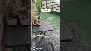 백문백답 대답냥에게 말을 걸면? 개냥이 일상