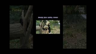 (푸바오) 우리 엄마가 안아서 내려줬어요 / 아이바오의 사랑이 느껴져요