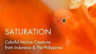 SATURATION - Colorful Marine Creatures from Indonesia & The Philippines