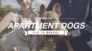 DOGUMENTARY TV'S TOP 10 APARTMENT DOG BREEDS