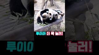 후이야 가만 있어!#아이바오 #루이바오 #후이바오