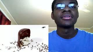 Timelaspe Ants vs Marshmallow REACTION