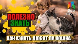 Полезно знать с ZooMISTO | Как узнать любит ли кошка