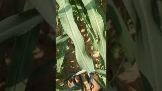 Khet se kharptvar kaise hatayeKisanokeparesaniKisanoke samasya ka samadhanharparkar ka hal aaj kal