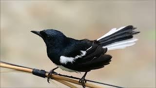 Guess the Melodious Songster of the Avian Realm"