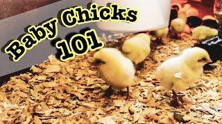 How to Raise Baby Chicks | Simple, EASY FOR BEGINNERS!