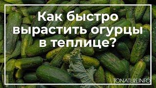 Как быстро вырастить огурцы в теплице? | toNature.Info