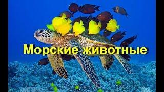 Морские животные. Учим название морских животных. Learn sea animals in Russian