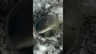 Такая морда в лунку не поместится #ловлящуки #зимняяловля #icefishing