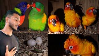 Surprising result of Rainbow lorikeet & why did my sunconure get so Angry?