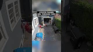 Coyote chases little girl through yard of Oregon home