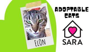 ADOPTABLE ELON