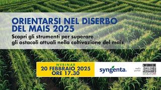 Orientarsi nel diserbo del mais 2025