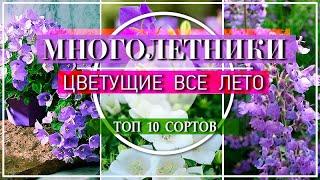 10 ПОТРЯСАЮЩИХ МНОГОЛЕТНИКОВ  Цветущие ВСЕ ЛЕТО