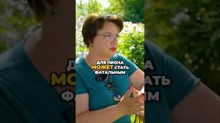 Пионы Не Будут Пышными Без Этого 