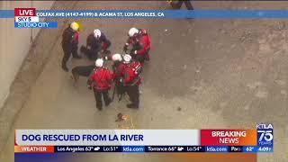 Crews rescue dog from L.A. River after saving 2 people