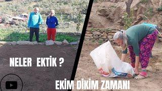 KÖYDE EKİM  DİKİM ZAMANI #köydeyaşam #naturallife #doğa