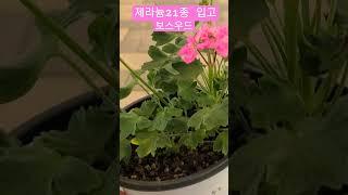 #은혜화훼판매장 #제라늄보스우드