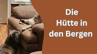 Wir sind jetzt im einer Hütte am Meer, wie finden es die Katzen?