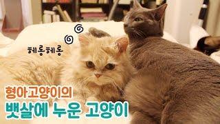 고양이 뱃살에 누워있는 꼬마고양이  |  김메주와고양이들