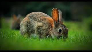 Rabbit Intelligence: Debunking the Myth of the 'Dumb Bunny'