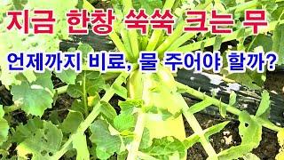 지금 한창 쑥쑥 크는 무. 언제까지 비료, 물 주어야 하는가?(무 재배, 무 비대, 무 웃비료 주기, 무 병충해 방제, 무 칼슘, 무 붕산 공급, 무 관수 방법, 무 급수 방법)