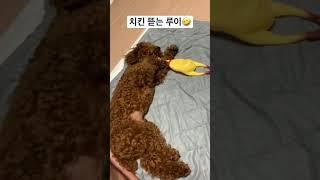 치킨 뜯는 루이 #dog #puppy #poodle #reo #cutedog #rouis #cute #갈색푸들 #강아지일상 #실버푸들