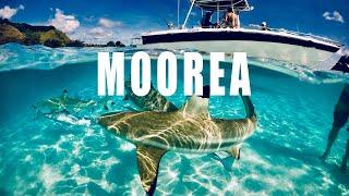  Welcome to Moorea: A Slice of Polynesian Paradise! ️ | This "Magical Island" will impress!