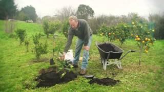 Planting a Citrus Tree and a Deciduous Fruit Tree | Organic Edible Garden