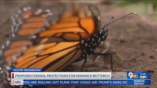 US Fish and Wildlife Service proposes federal protections for Monarch butterfly