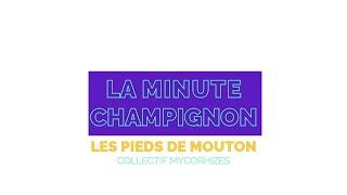 MINUTE CHAMPIGNON :  EPISODE 2 - LES PIEDS DE MOUTON.