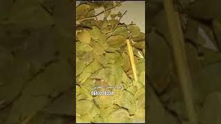 اقوى الوصفات لعلاح سحر التعطيل