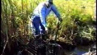 Beaver trap set in drainage ditch