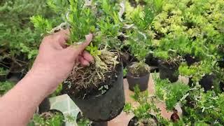 Cây Hoàng Dương Bonsai Giá Rẻ Lh 0387849762